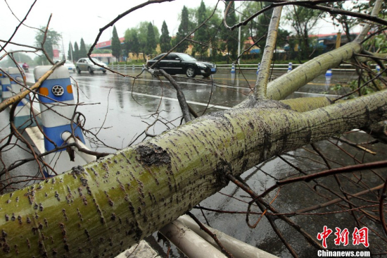 河南许昌遭遇持续强降雨 大树被风刮倒