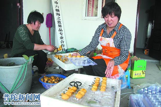 六横白枇杷最高8元一粒