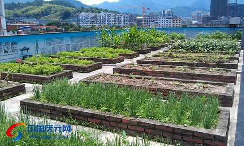 城东小学校园版"开心农场"