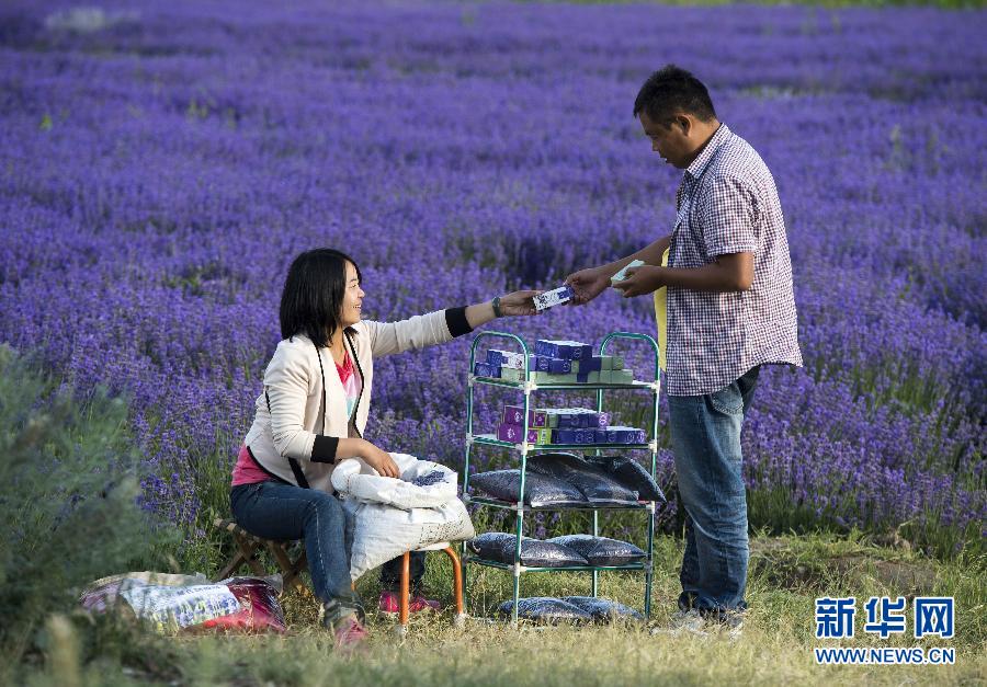 中国薰衣草之乡花香袭人