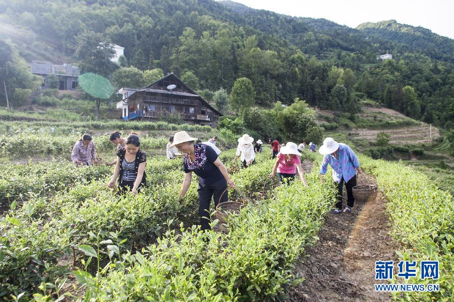 山茶飘香土家寨