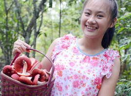 天然红椎林红椎菌丰收
