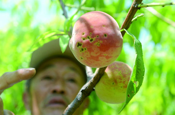 马目桃子得怪病 盼望专家伸援手