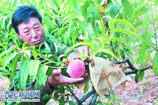 美味蜜桃飘香上市啦