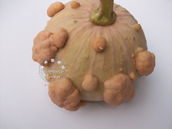 Ϲϡ