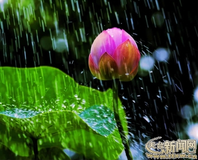 夏天的雨露