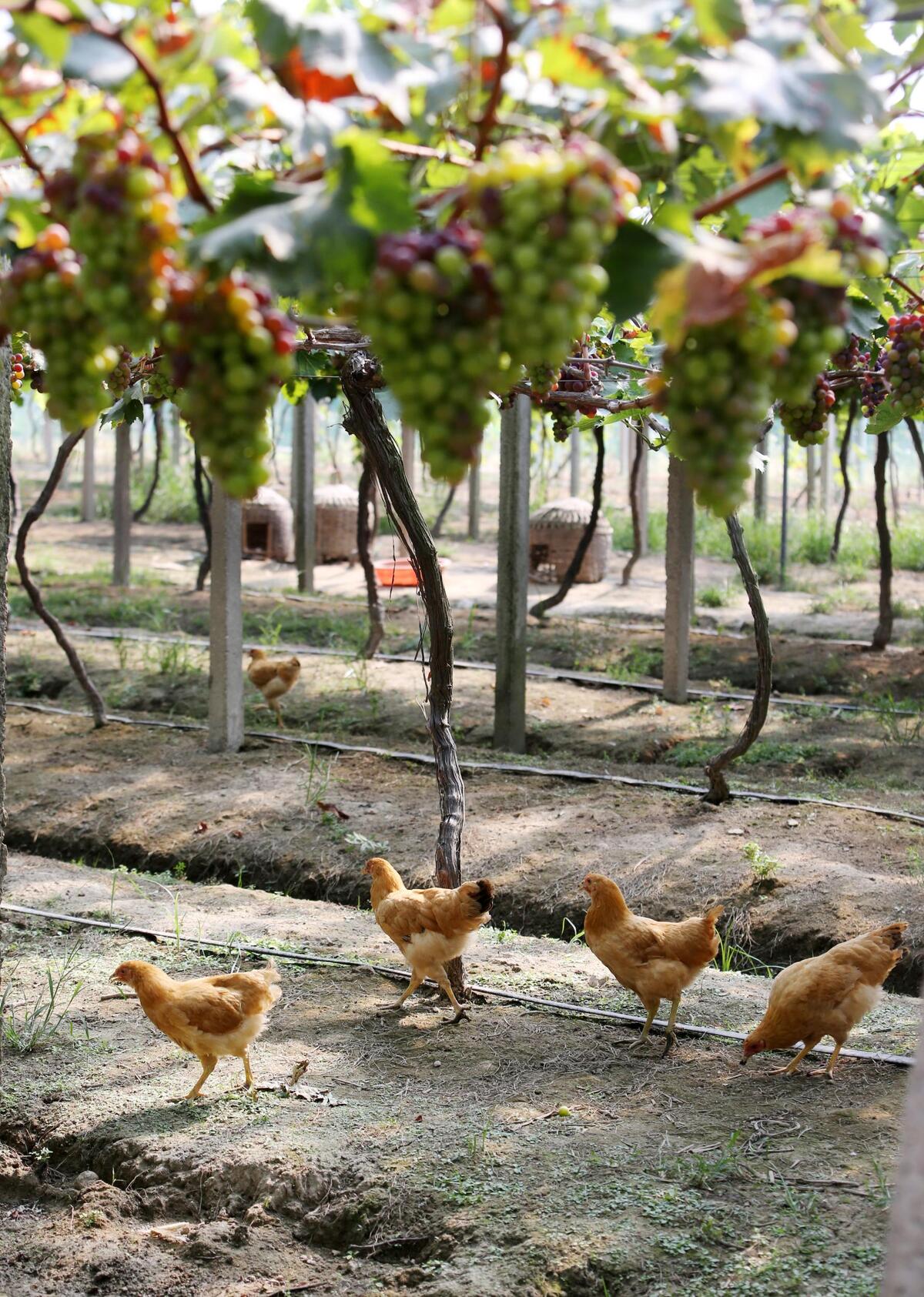 葡萄园里养本鸡 立体种养殖效益好
