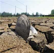 4,富阳市场口镇上沙村严重干旱,河塘干涸,死去的河蚌被高温炙烤着.