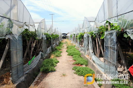 感受江南吐鲁番葡萄飘香 全省网媒走进上虞盖