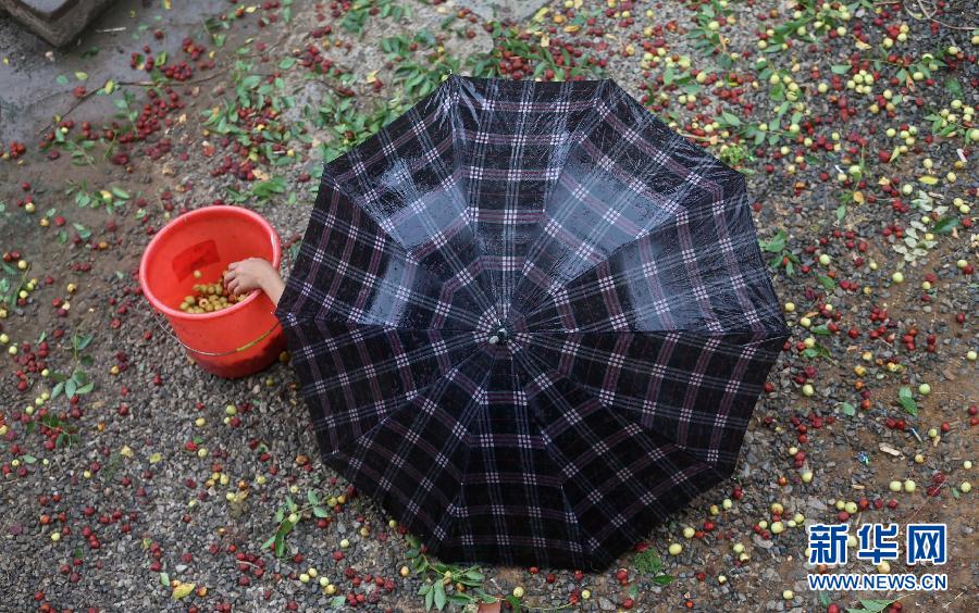 久旱逢甘露 雨中拾落枣