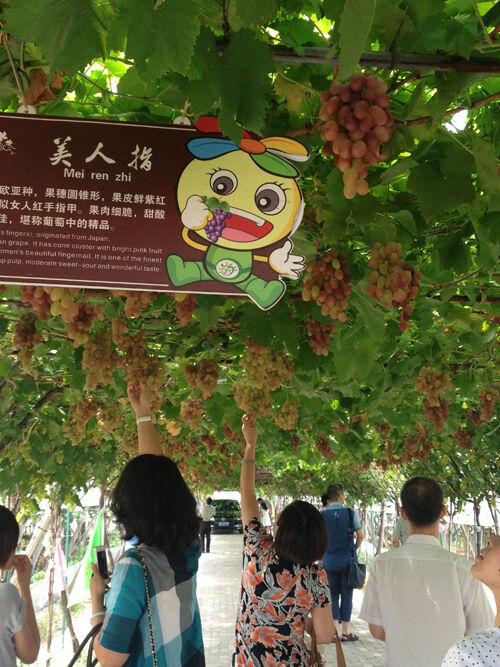 四季仙果之旅,上虞的一道新风景