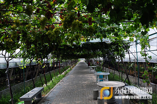 感受江南吐鲁番葡萄飘香 全省网媒走进上虞盖
