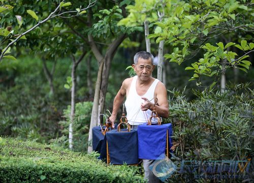 退休老人10余年遛鸟为乐(图)