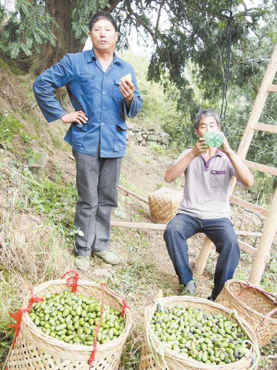 摘榧工踩在安危之间-香榧,-东阳新闻网