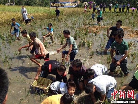 山区田间抓鱼吸引游客