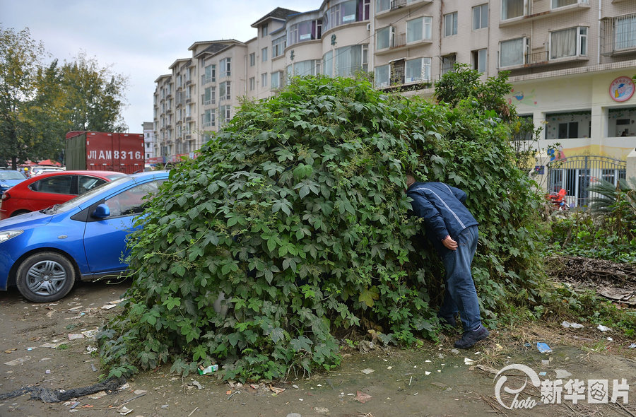 成都:藤蔓爬满"僵尸车 车主消失一年多