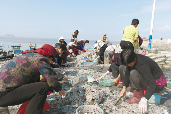 小网海鲜产量喜人 玉环鸡山岛渔家女忙分拣-海