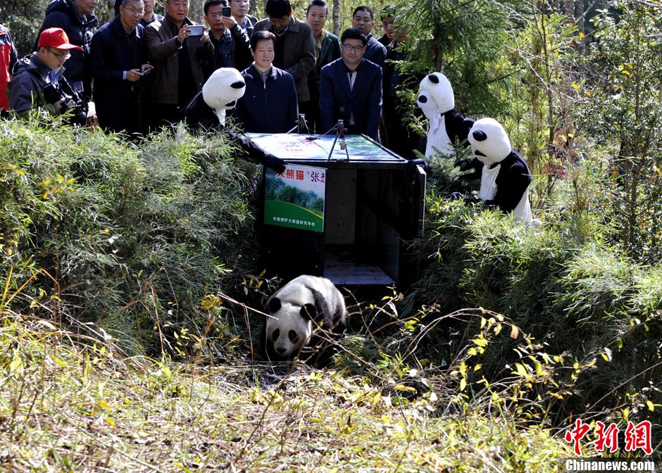 大熊猫放归大自然