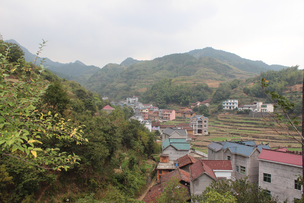 古木参天 鸟儿盘旋 金村乡宋村村依托生态办旅游