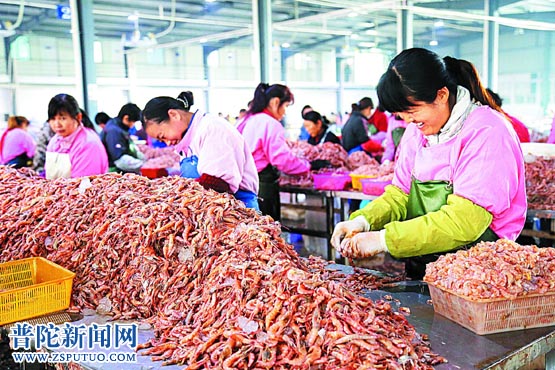 虾类加工迎来旺季
