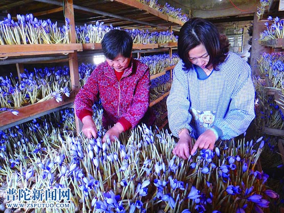 西红花采收忙