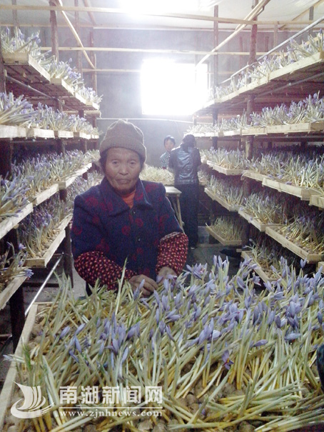 大桥镇成功种植藏红花--南湖新闻网
