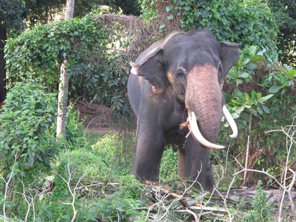 斯里兰卡 温暖 记忆 大象/在印度洋岛国斯里兰卡，以大象为图腾的古老传统深深根植于当地...