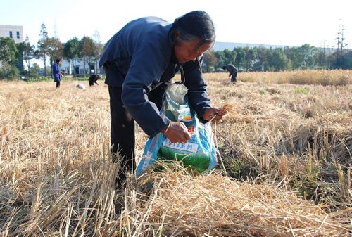 弯腰拾穗者:盘中餐粒粒皆辛苦 --温岭新闻网