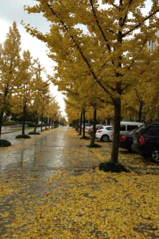 一场秋雨 龙山大道一路铺金(图)