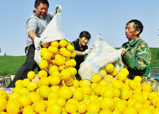 胡柚丰收