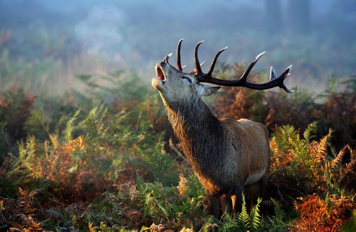 2013国家地理摄影佳作