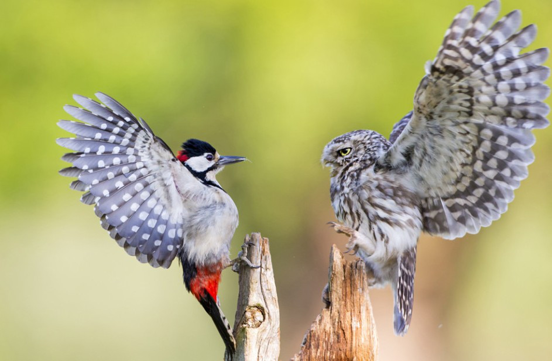 大斑啄木鸟|爱吃肥肉的大斑啄木鸟