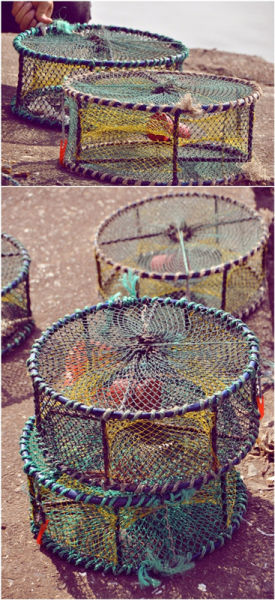 收获上来的各种海产品 收获上来的各种海产品