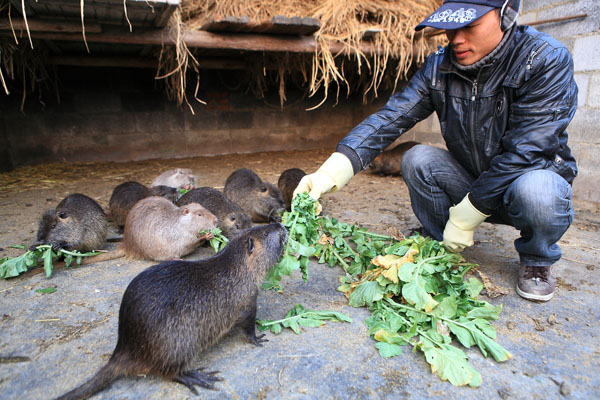 “海狸先生”增收益【开化华商街】-华商街分类信息