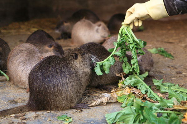 “海狸先生”增收益【开化华商街】-华商街分类信息