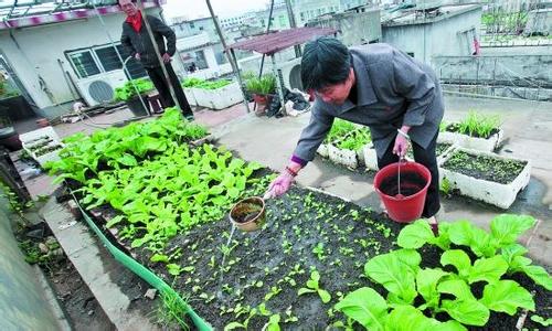 自己在家种菜更安全吗