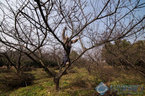 梅花三月美不美 关键还看修剪功(图)