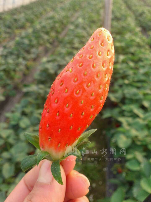 香蕉草莓红了--江山新闻网