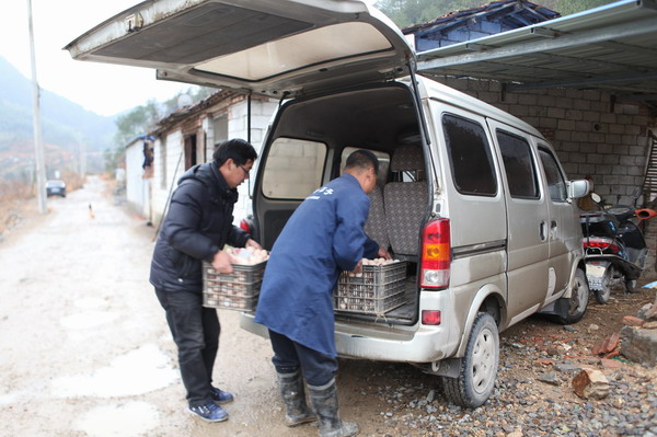 野山土鸡蛋网上销售尝甜头--磐安新闻网