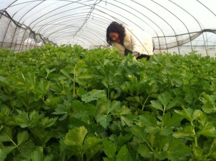 两会精神让农业企业主对未来发展充满期待(