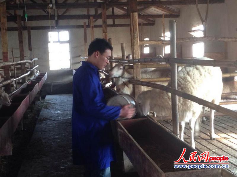 胡鹏飞正在喂羊。(人民网 金蕾欣 摄)