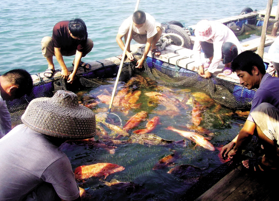 浙江海鲜菜_海鲜图片大全_海鲜疙瘩汤(2)