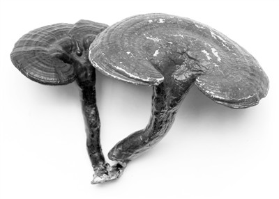 名贵药材,鉴别有方--台州频道