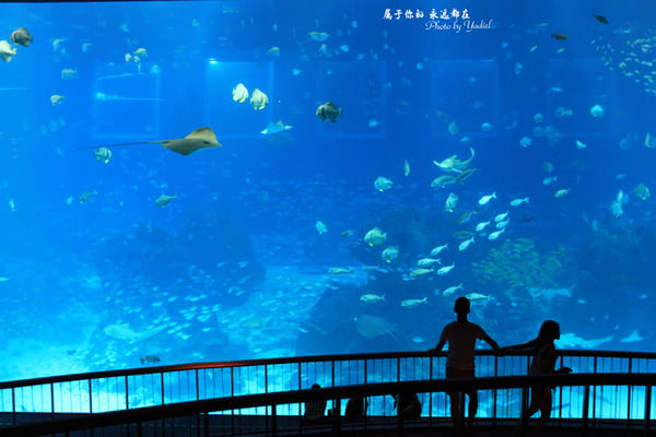 全球最大的水族馆令人大开眼界