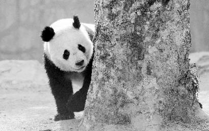 专家谈"锦意"之死:熊猫非宠物 应刹商业化风气