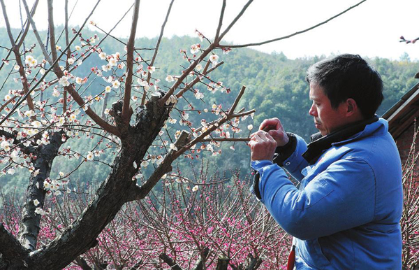 梅花镇梅花村人口_乐昌梅花镇梅花街(3)