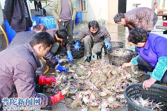 养殖梭子蟹价格回升