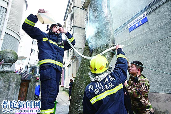 老树“自燃” 消防“注水”灭火