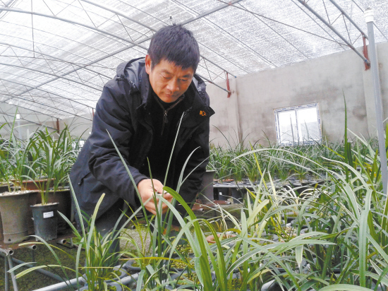 3月7日,临海市含香居兰花基地里,余文荣在认真观察大棚内下山寒兰新