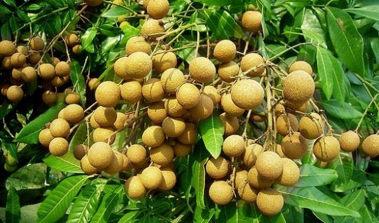 用脑过度吃番茄和木瓜 13种水果治愈小毛病-小